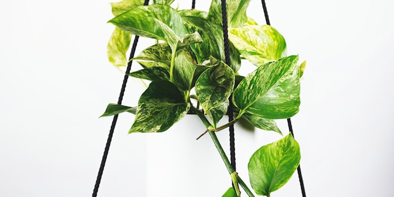 安切洛蒂在皇马训练场上指导球员战术跑位